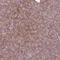 Protein Kinase C Substrate 80K-H antibody, NBP2-38511, Novus Biologicals, Immunohistochemistry frozen image 