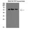 Selectin E antibody, STJ98576, St John