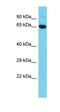 TRAF3 Interacting Protein 1 antibody, orb330806, Biorbyt, Western Blot image 