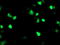 Peroxisome Proliferator Activated Receptor Alpha antibody, LS-C173298, Lifespan Biosciences, Immunofluorescence image 