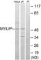 Myosin Regulatory Light Chain Interacting Protein antibody, PA5-39146, Invitrogen Antibodies, Western Blot image 