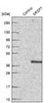 Serine And Arginine Rich Splicing Factor 7 antibody, NBP2-49238, Novus Biologicals, Western Blot image 