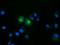 Follicle Stimulating Hormone Subunit Beta antibody, NBP2-02909, Novus Biologicals, Immunofluorescence image 