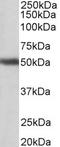 G Protein-Coupled Receptor 83 antibody, STJ72713, St John