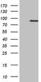 Ribosomal Protein S6 Kinase A2 antibody, TA809950S, Origene, Western Blot image 