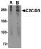 C2 Calcium Dependent Domain Containing 3 antibody, MBS153678, MyBioSource, Western Blot image 