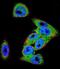 Dishevelled Segment Polarity Protein 3 antibody, abx026567, Abbexa, Immunofluorescence image 