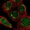 Aspartyl-TRNA Synthetase 2, Mitochondrial antibody, HPA026528, Atlas Antibodies, Immunofluorescence image 