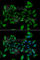 5'-Aminolevulinate Synthase 1 antibody, A6521, ABclonal Technology, Immunofluorescence image 