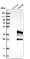 FXYD Domain Containing Ion Transport Regulator 5 antibody, PA5-52747, Invitrogen Antibodies, Western Blot image 