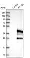 FXYD Domain Containing Ion Transport Regulator 5 antibody, PA5-52747, Invitrogen Antibodies, Western Blot image 