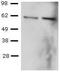 T-Box 21 antibody, 14-5824-80, Invitrogen Antibodies, Western Blot image 