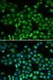 Proteasome Subunit Beta 1 antibody, orb129724, Biorbyt, Immunocytochemistry image 