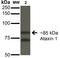Ataxin 1 antibody, NBP2-42186, Novus Biologicals, Western Blot image 