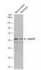 BAI1 Associated Protein 2 antibody, NBP2-15545, Novus Biologicals, Western Blot image 