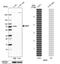 Guanylate Binding Protein Family Member 6 antibody, NBP1-84117, Novus Biologicals, Western Blot image 