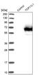 T-Complex 11 Like 1 antibody, PA5-52203, Invitrogen Antibodies, Western Blot image 