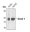 SMAD Family Member 1 antibody, PA5-17122, Invitrogen Antibodies, Western Blot image 