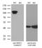 Nuclear Receptor Subfamily 3 Group C Member 1 antibody, LS-C790848, Lifespan Biosciences, Western Blot image 