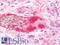 Kininogen 1 antibody, LS-B10444, Lifespan Biosciences, Immunohistochemistry frozen image 