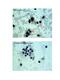 Adenosine receptor A3 antibody, PA5-45051, Invitrogen Antibodies, Immunohistochemistry paraffin image 
