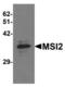 Musashi RNA Binding Protein 2 antibody, LS-B7105, Lifespan Biosciences, Western Blot image 