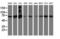 SAM And HD Domain Containing Deoxynucleoside Triphosphate Triphosphohydrolase 1 antibody, LS-C172498, Lifespan Biosciences, Western Blot image 