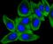 Mitogen-Activated Protein Kinase Kinase Kinase 2 antibody, NBP2-67615, Novus Biologicals, Immunofluorescence image 