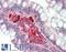 Apolipoprotein A1 antibody, LS-B15328, Lifespan Biosciences, Immunohistochemistry paraffin image 