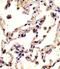 Matrix Metallopeptidase 12 antibody, 62-169, ProSci, Immunohistochemistry paraffin image 