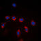 TNF Superfamily Member 9 antibody, LS-C351880, Lifespan Biosciences, Immunofluorescence image 