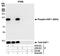 Tripartite Motif Containing 28 antibody, A700-013, Bethyl Labs, Immunoprecipitation image 