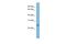 Polysaccharide Biosynthesis Domain Containing 1 antibody, A16324, Boster Biological Technology, Western Blot image 