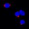Tumor Necrosis Factor antibody, AF690, R&D Systems, Immunocytochemistry image 