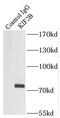 Kinesin Family Member 2B antibody, FNab04561, FineTest, Immunoprecipitation image 