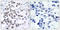 Checkpoint Kinase 1 antibody, LS-C118075, Lifespan Biosciences, Immunohistochemistry paraffin image 