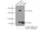 Spalt Like Transcription Factor 4 antibody, 24500-1-AP, Proteintech Group, Immunoprecipitation image 