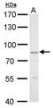 GLIS Family Zinc Finger 3 antibody, PA5-30914, Invitrogen Antibodies, Western Blot image 
