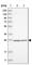 Mitochondrial Ribosomal Protein S7 antibody, HPA023007, Atlas Antibodies, Western Blot image 