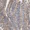 Interferon Induced Transmembrane Protein 3 antibody, NBP1-89401, Novus Biologicals, Immunohistochemistry frozen image 