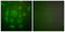 Keratin 7 antibody, abx013126, Abbexa, Western Blot image 