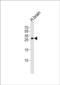 Rab3-interacting molecule 4 antibody, PA5-49568, Invitrogen Antibodies, Western Blot image 