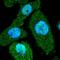 Penta-EF-Hand Domain Containing 1 antibody, HPA061608, Atlas Antibodies, Immunofluorescence image 