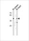 Mitogen-Activated Protein Kinase 11 antibody, LS-C164464, Lifespan Biosciences, Western Blot image 