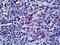 Macrophages antibody, orb94438, Biorbyt, Immunohistochemistry paraffin image 