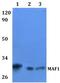 MAF1 Homolog, Negative Regulator Of RNA Polymerase III antibody, A03332, Boster Biological Technology, Western Blot image 