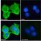 Oxysterol Binding Protein Like 3 antibody, LS-C55209, Lifespan Biosciences, Immunofluorescence image 