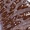 Deoxythymidylate Kinase antibody, NBP1-91850, Novus Biologicals, Immunohistochemistry frozen image 
