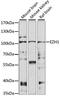 Enhancer Of Zeste 1 Polycomb Repressive Complex 2 Subunit antibody, LS-C750242, Lifespan Biosciences, Western Blot image 