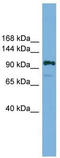 Histone Cell Cycle Regulator antibody, TA342261, Origene, Western Blot image 